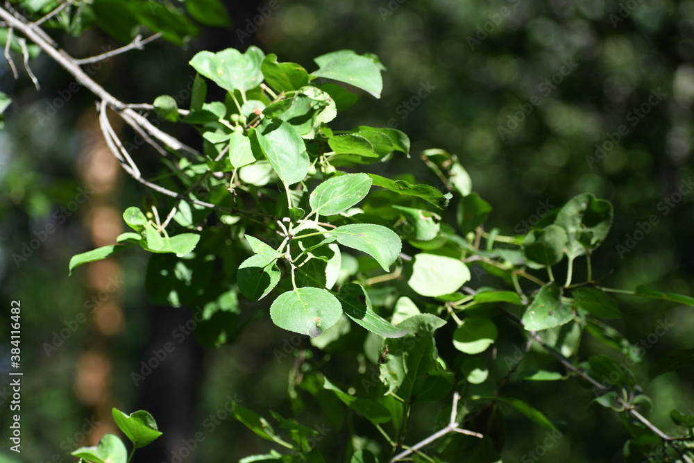 leaves leaves