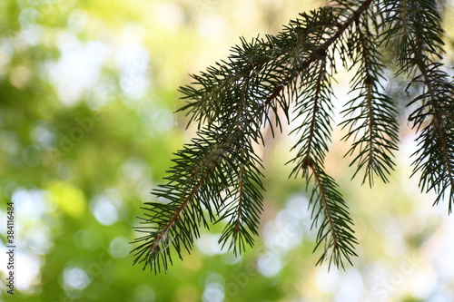 branches of a pine