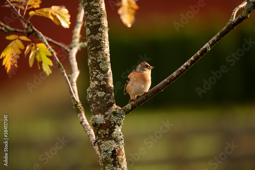 robin on a branch