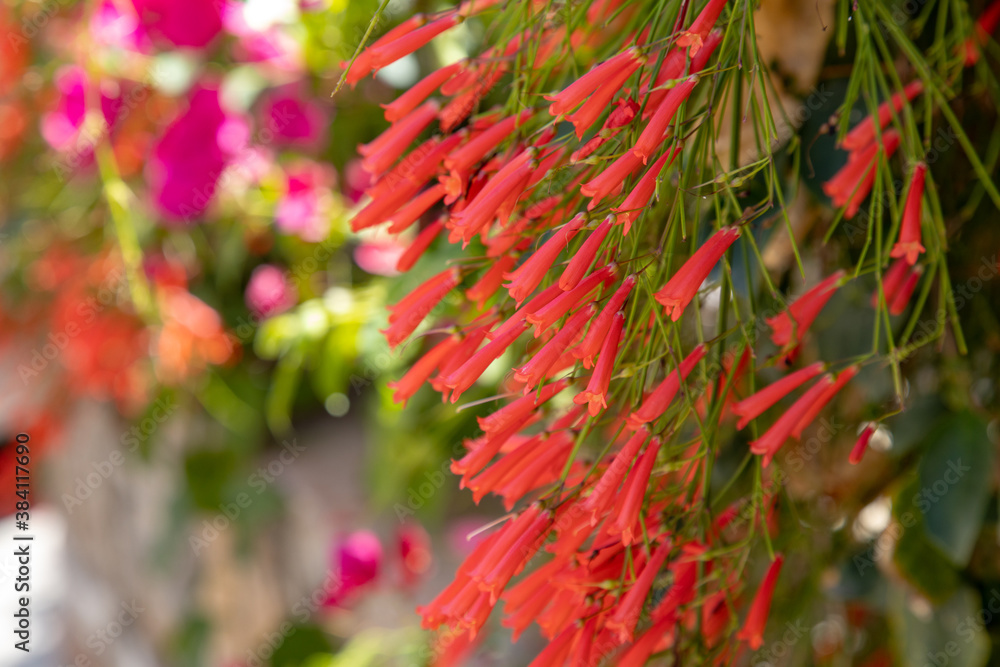 Firecracker plant soft focus background of flowers on a bush ornate the Florida garden. Firecracker plant soft focus background of flowers on a bush ornate the Florida garden.