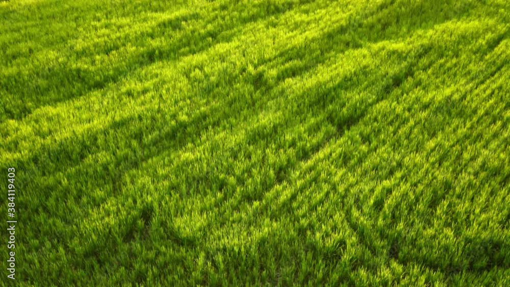 Top view bird's eye aerial drone, Panorama landscape Green rice field. Top view bird's eye aerial drone, Panorama landscape Green rice field.