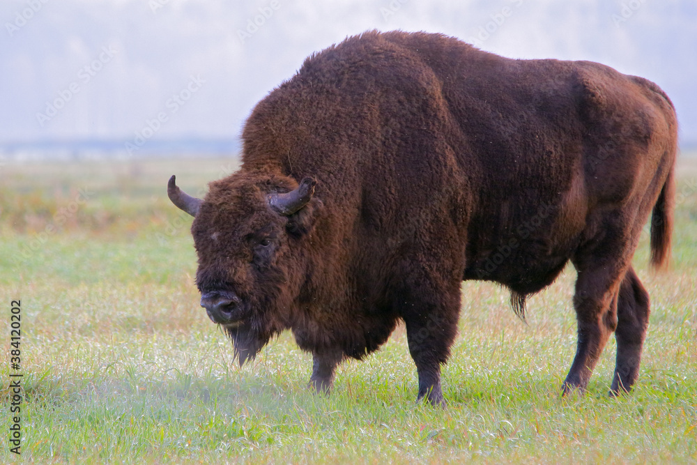 European bison. Wild animal. Bison bonasus. European bison. Wild animal. Bison bonasus.