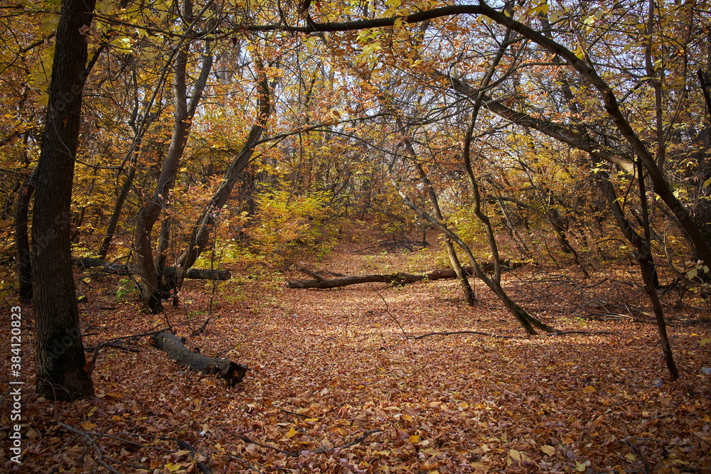 path with fallen leaves in the forest among the trees path with fallen leaves in the forest among the trees