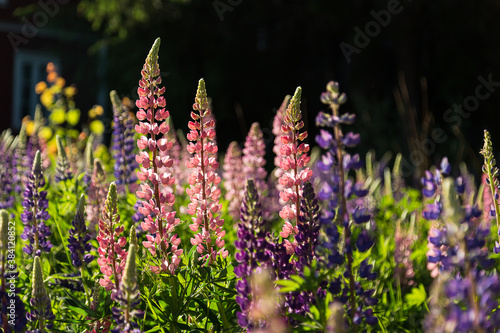 Blühende Lupinen in Schweden photo