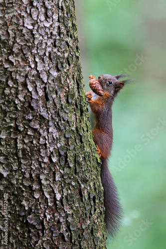 Eurasian Red Squirrel (Sciurus vulgaris) climbing on tree trunk with pinecone in mouth, Bavaria, Germany © Martin Grimm