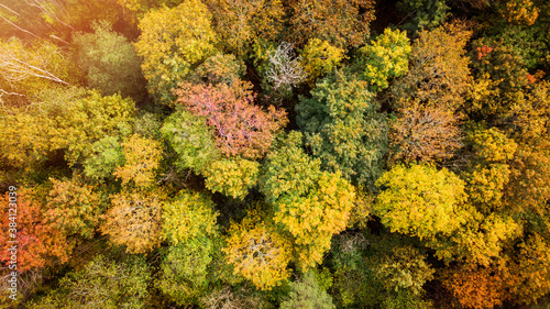 golden autumn, fall forest trees. aerial top view