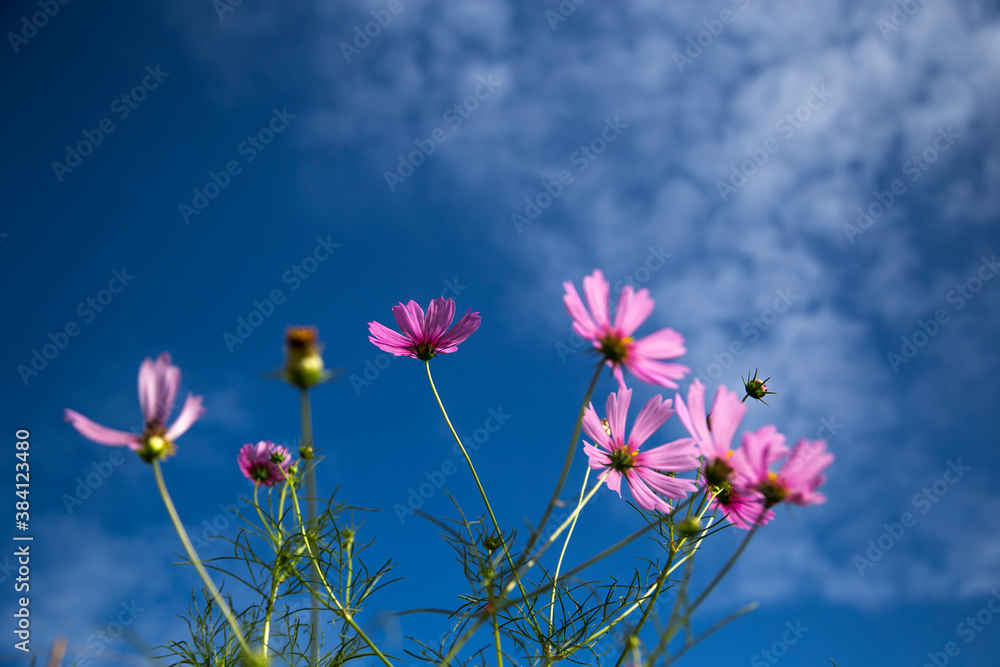 pink flower and sky for background pink flower and sky for background
