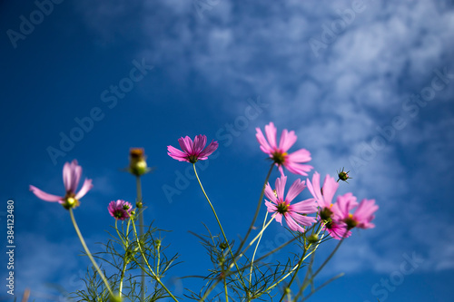 pink flower and sky for background