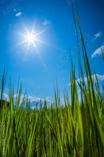 grass and sun with blue sky for background