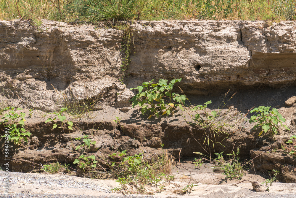 vegetation in a sandy area of a river vegetation in a sandy area of a river