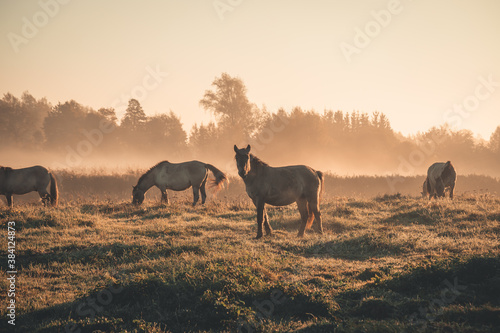 Fototapeta Naklejka Na Ścianę i Meble -  herd of horses on the Latvian meadows in misty golden October morning