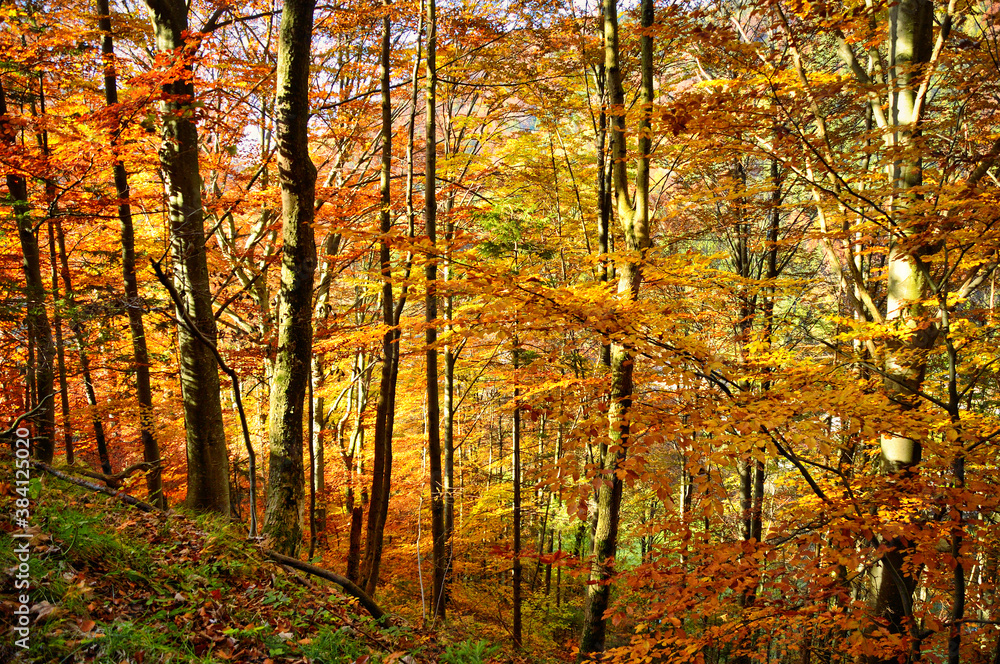 Herbstwald in Niederösterreich