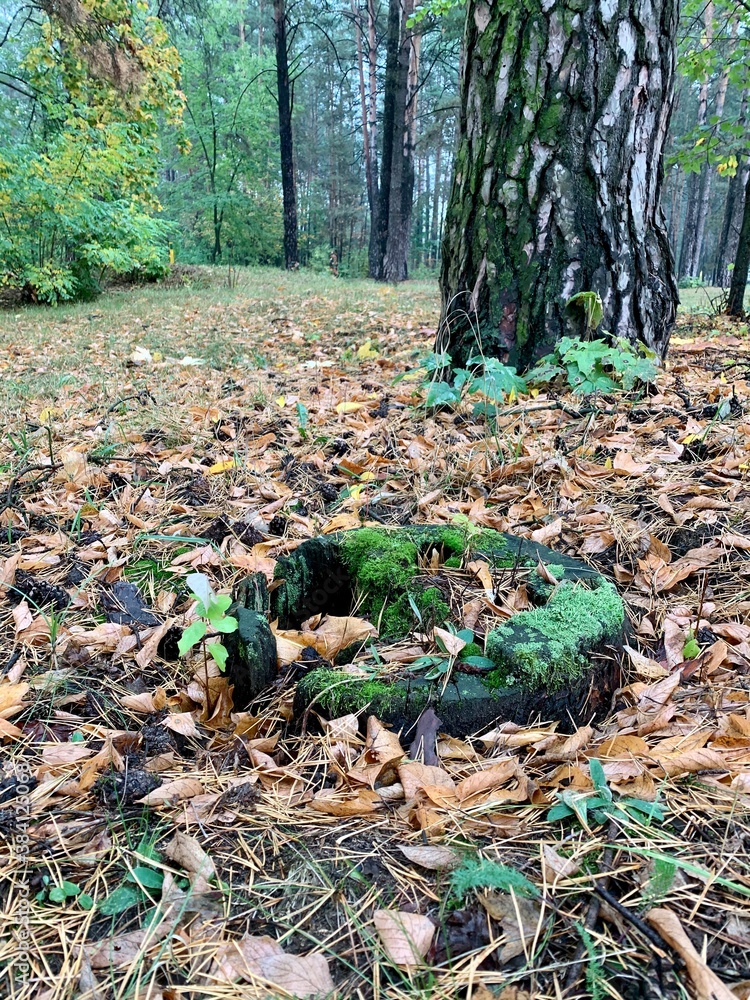 Moss stump Moss stump