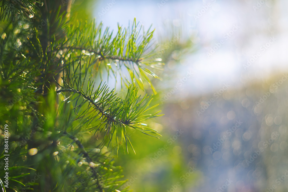 Bright green natural background. Beautiful conifer branch. A close-up of a pine tree in rain drops and sun rays. Festive wallpaper