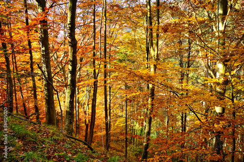 Herbstwald in Niederösterreich