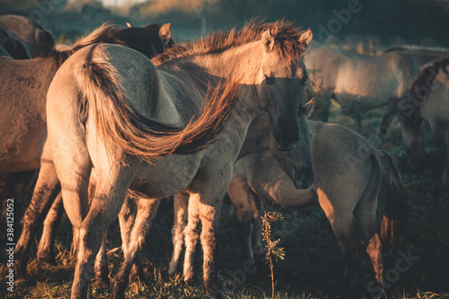 horses in the meadow photo