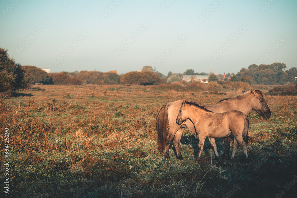 Fototapeta premium two horses in the morning