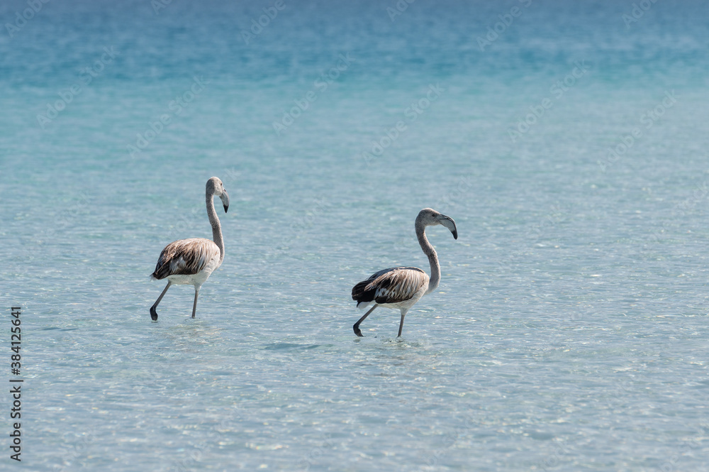 Gray flamingo birds walking in azure water Gray flamingo birds walking in azure water