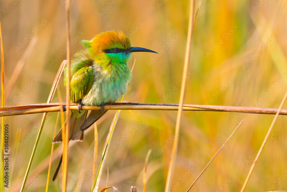 Obraz premium Green Bee-eater, Merops orientalis, Royal Bardia National Park, Bardiya National Park, Nepal, Asia