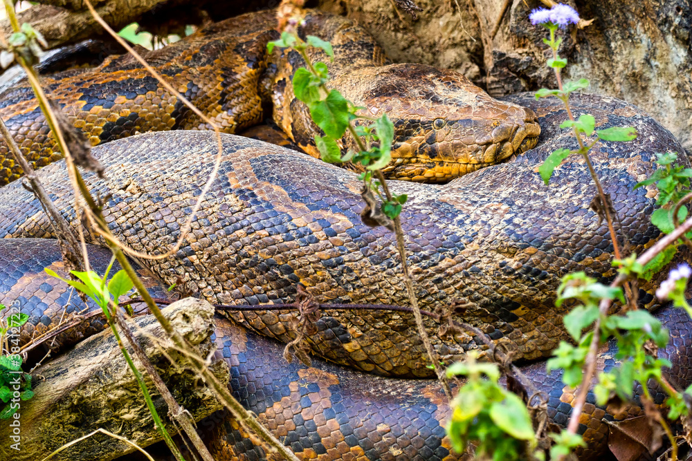 Naklejka premium Asian Python, Python molurus, Wetlands, Royal Bardia National Park, Bardiya National Park, Nepal, Asia