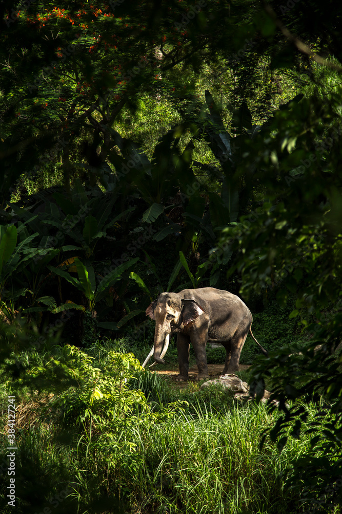 Elephant in forest at Chiangmai, Thailand. Elephant in forest at Chiangmai, Thailand.