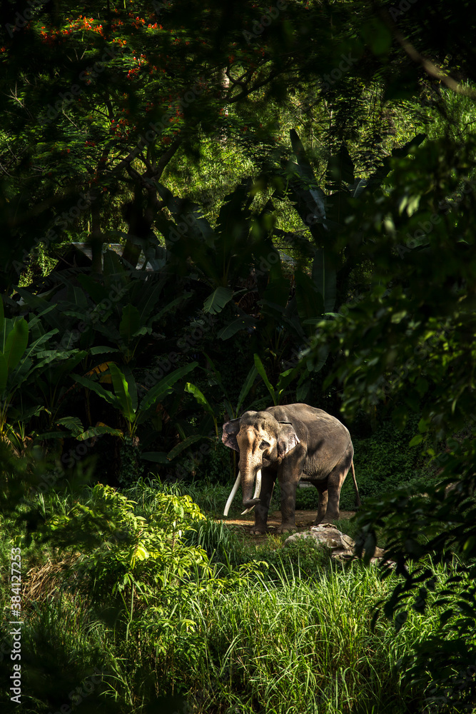 Naklejka premium Elephant in forest at Chiangmai, Thailand.