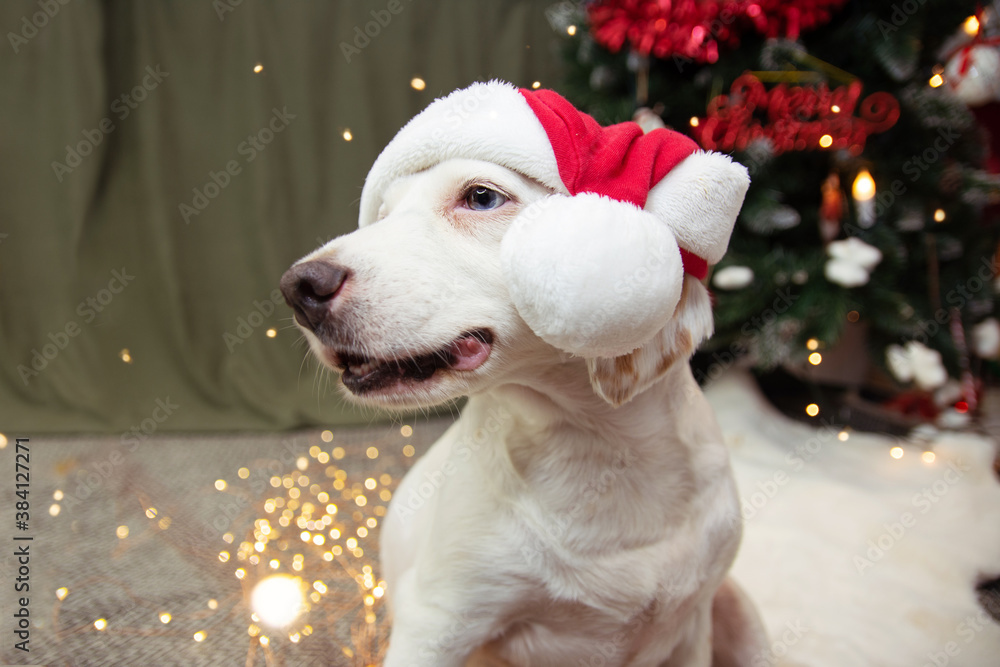 Portrait cute dog celebrating holidays under a christmas tree lights.