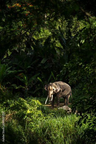 Elephant in forest at Chiangmai, Thailand. © surawach5