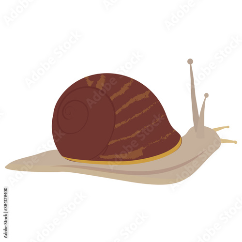 
Snail animal flat vector icon design 
