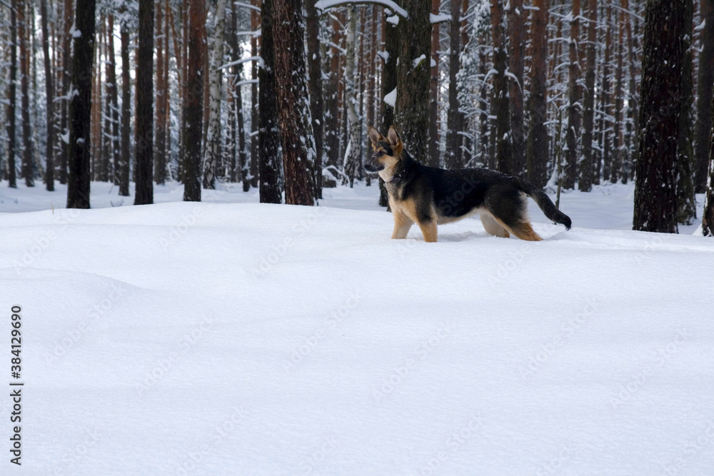 A young German Shepherd Dog walks in deep snow A young German Shepherd Dog walks in deep snow
