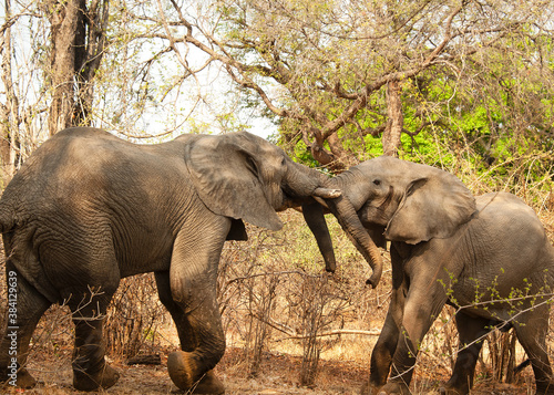 Photography Playing African bull elephants in South Luangua National Park Zambia