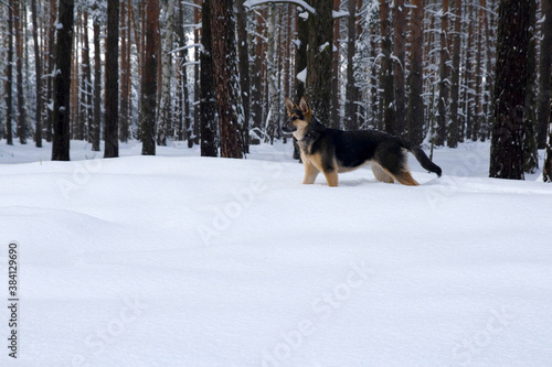 A young German Shepherd Dog walks in deep snow