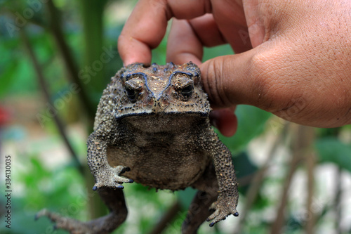 A man's hand holds Frog Kolong or the house frog. This frog has the scientific name Bufo melanostictus Schneider. photo