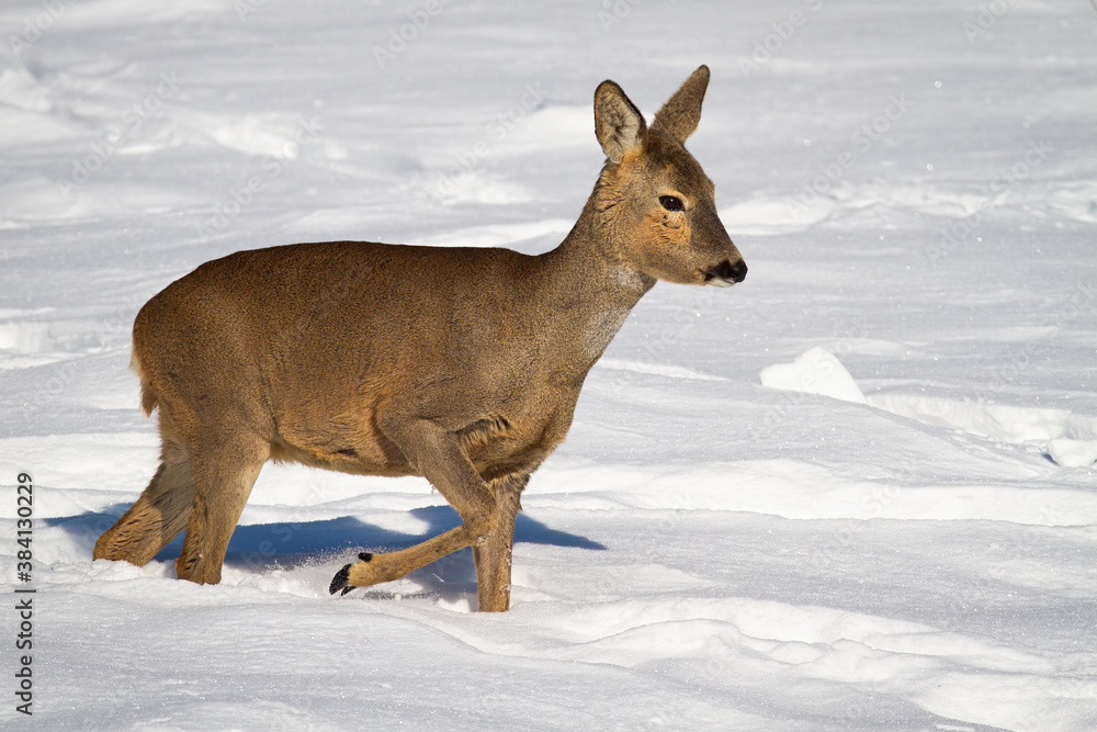 Roe deer, capreolus capreolus, doe walking through deep snow in winter nature. Brown mammal wading on frozen meadow in wintertime. Herbivore female animal marching on white field. Roe deer, capreolus capreolus, doe walking through deep snow in winter nature. Brown mammal wading on frozen meadow in wintertime. Herbivore female animal marching on white field.