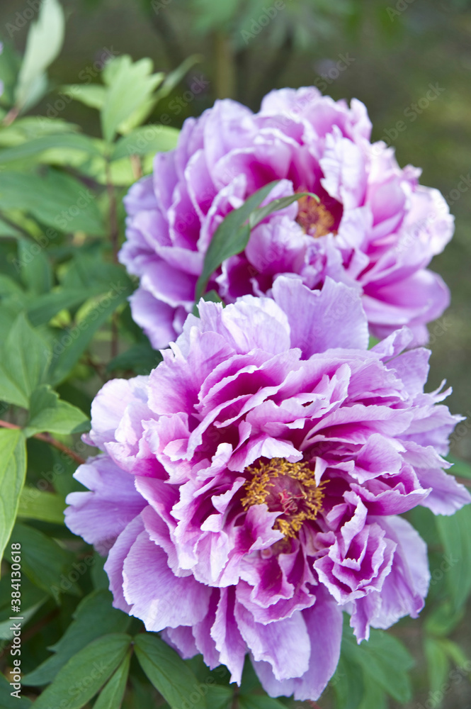 Obraz premium 牡丹