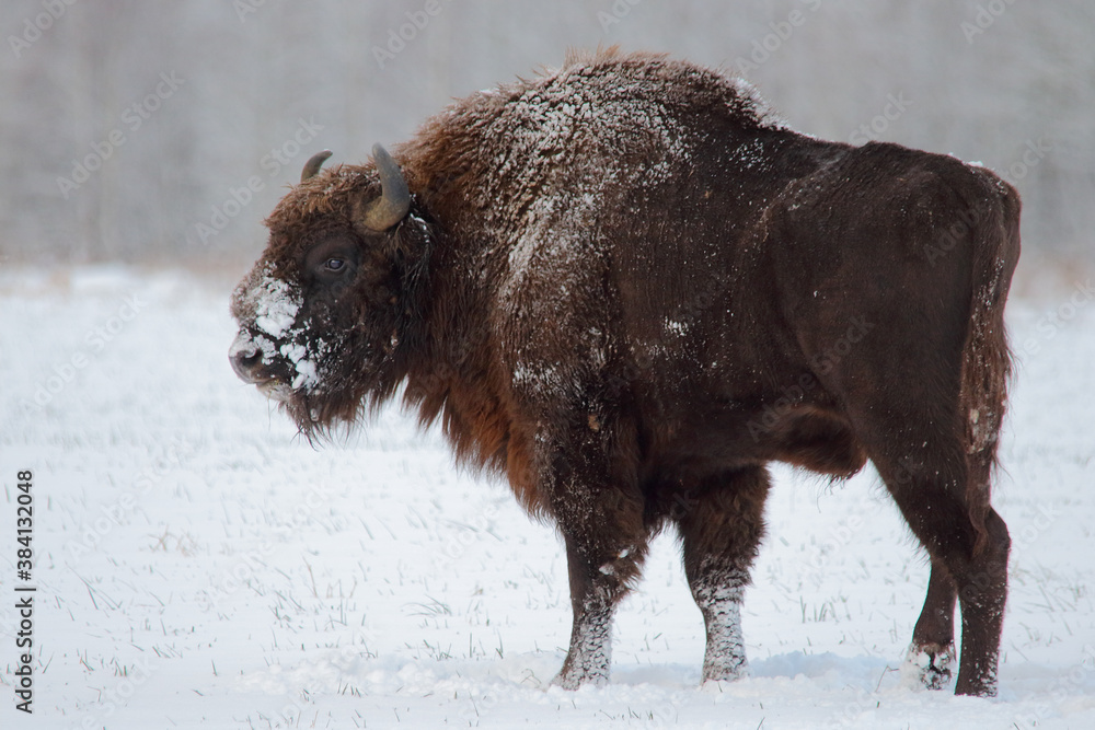 European bison. Wild animal. Bison bonasus. European bison. Wild animal. Bison bonasus.