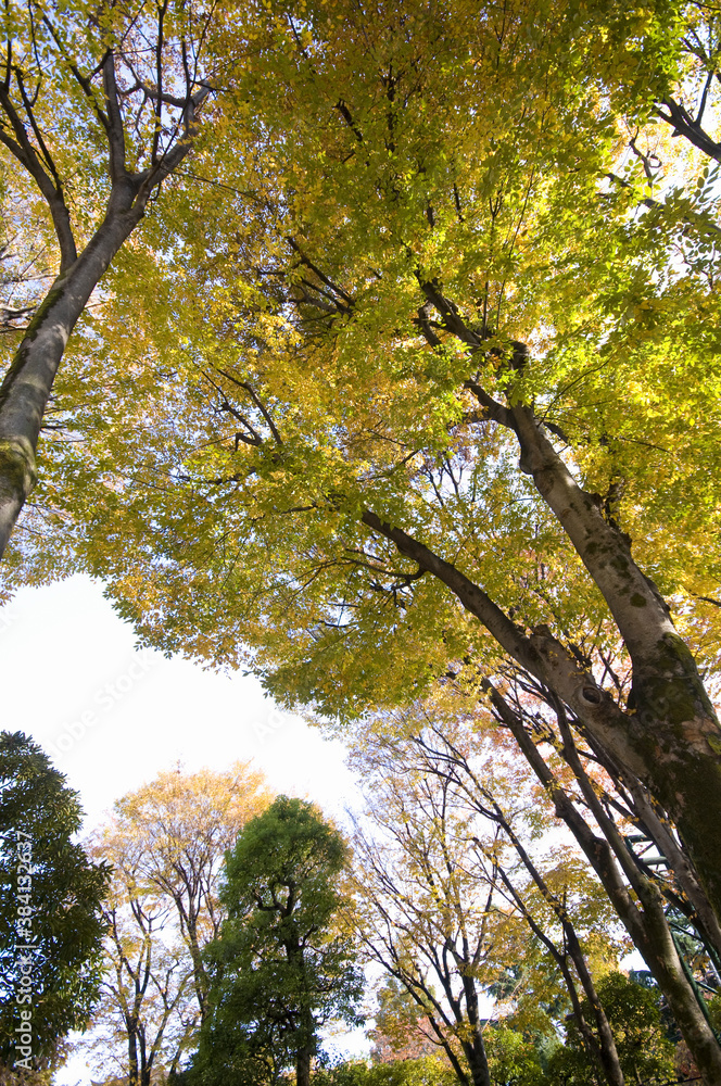 Fototapeta premium 教育の森公園