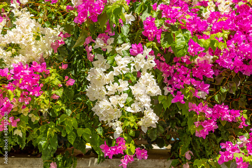 Purple and white bushes of bougainvillea closeup. East background native to midterranean region.