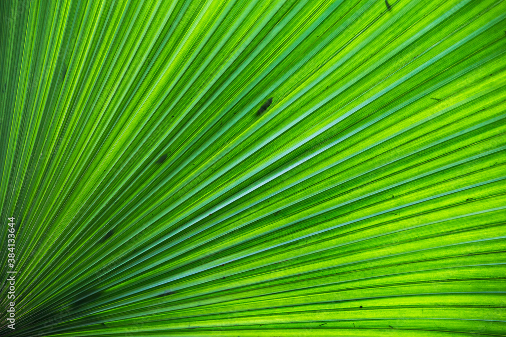 leaf palm for background leaf palm for background
