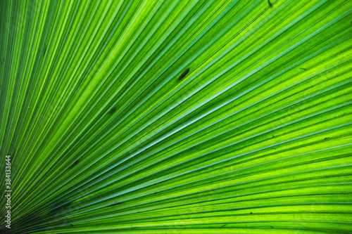 leaf palm for background