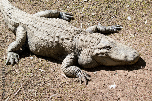 this is an american alligator, it is gray and has scales