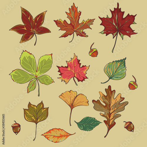 vector herbarium of various autumn leaves