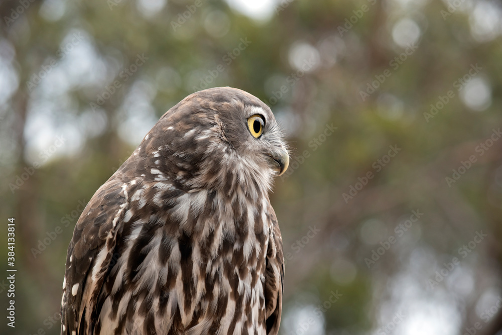this is a close up of a barking owl this is a close up of a barking owl