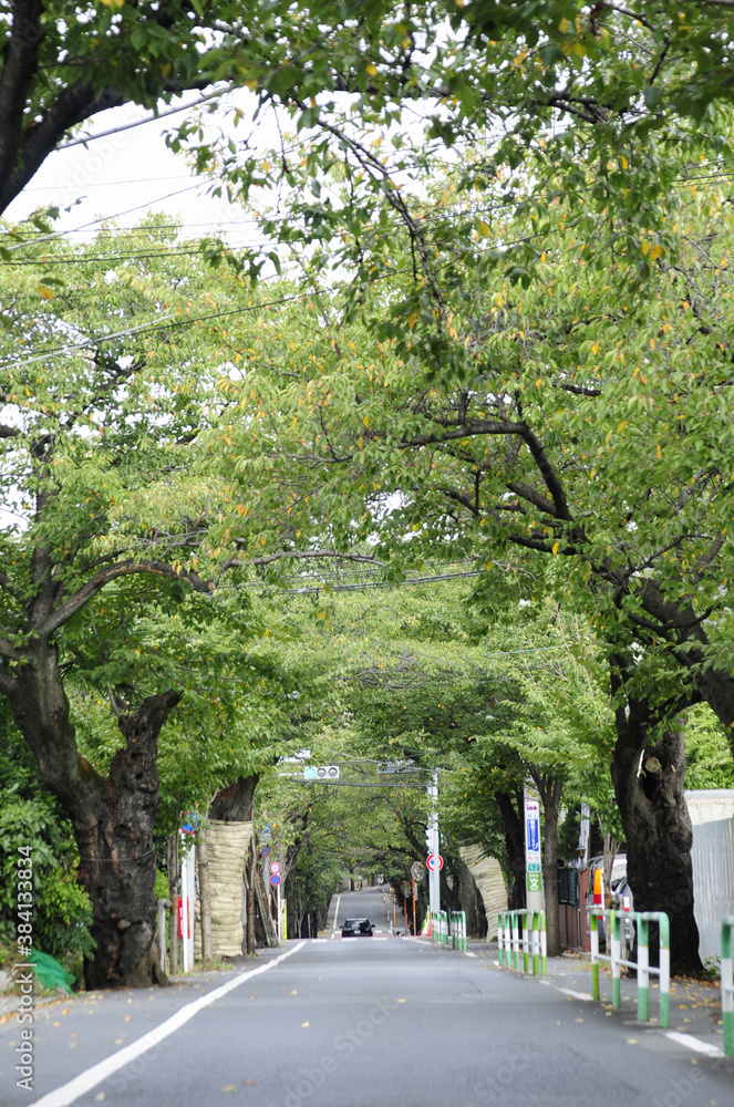 Fototapeta premium 緑道