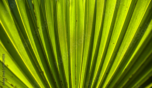 leaf palm for background