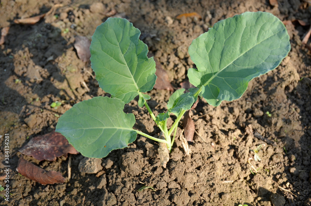 the small ripe green cabbage plant seedlings in the garden. the small ripe green cabbage plant seedlings in the garden.