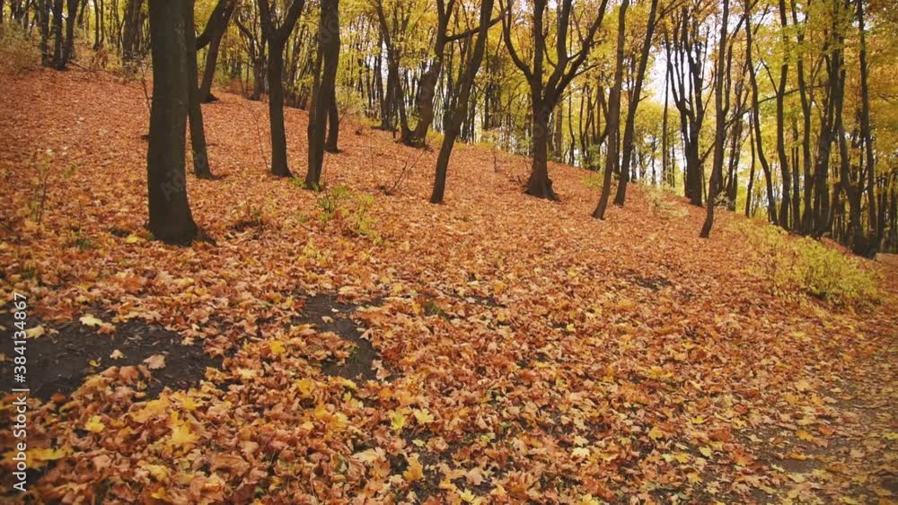 Autumn landscape. The path is strewn with dry leaves in the forest. Autumn landscape. The path is strewn with dry leaves in the forest.