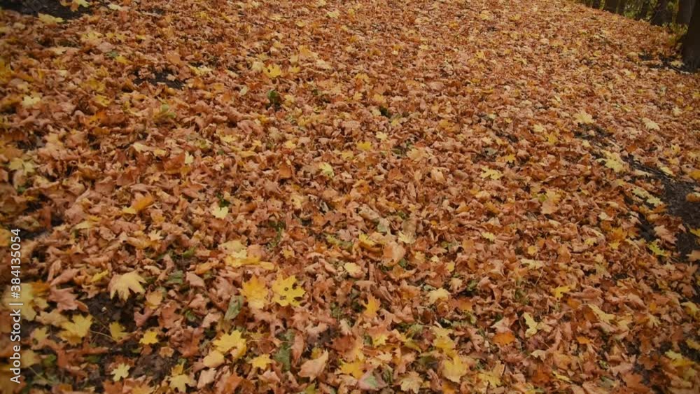 Autumn landscape. The path is strewn with dry leaves in the forest. Autumn landscape. The path is strewn with dry leaves in the forest.