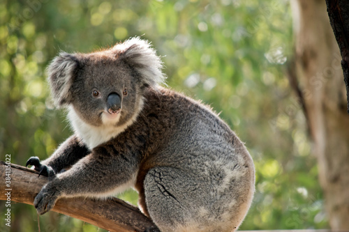 the koala is walking on a branch