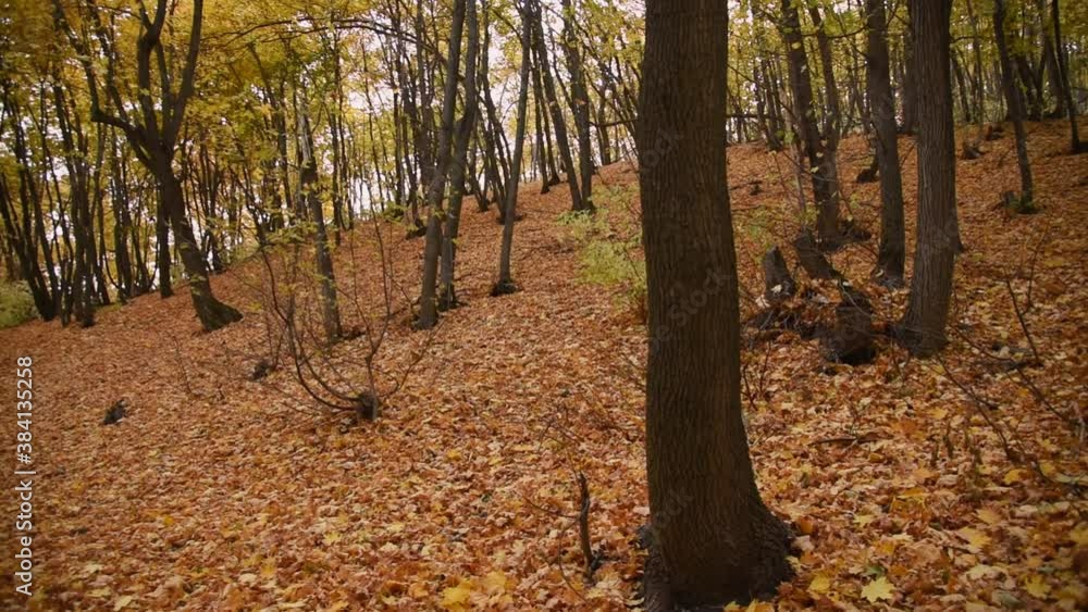 Beautiful panorama of an autumn forest covered with yellow and maple leaves Beautiful panorama of an autumn forest covered with yellow and maple leaves